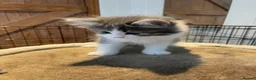 Mixed Breed cats for sale: Beautiful persian cross long hair domestic cat  - Advert 2