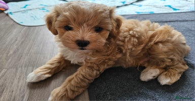 Maltipoo dogs - Advert 4