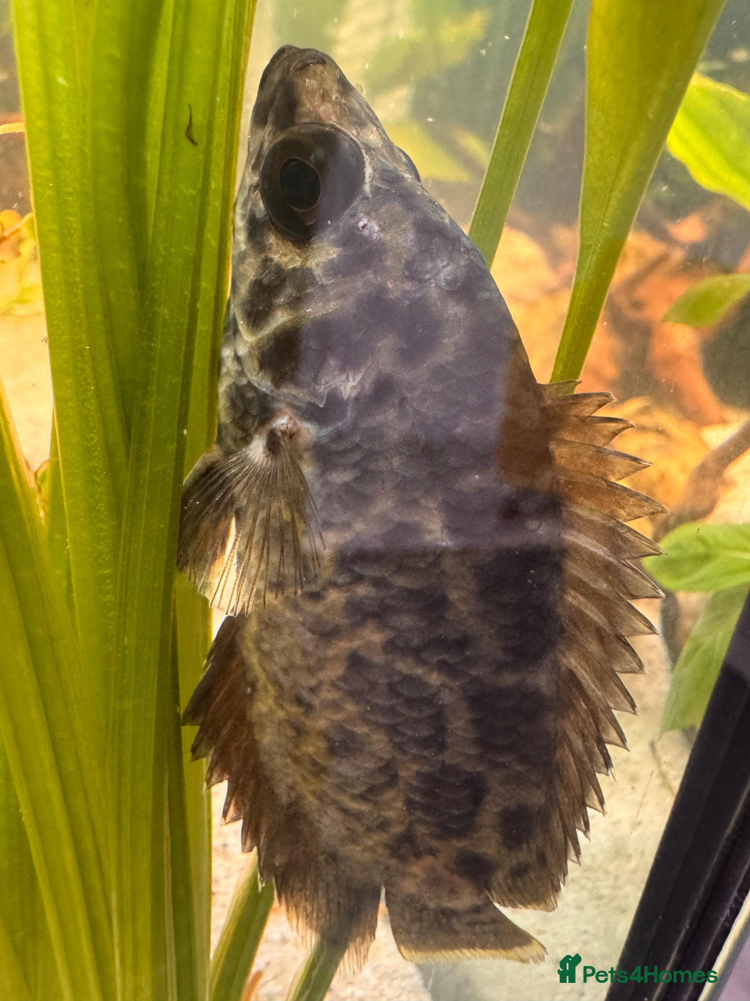 Gouramis fish Leopard bush fish for new home - Advert 1
