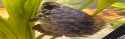Gouramis fish for sale: Leopard bush fish for new home in Doncaster - Advert 1