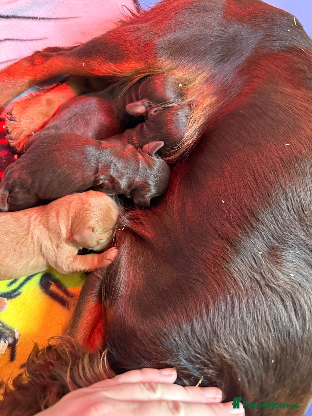 Cocker Spaniel dogs for sale: Stunning KC Working Cocker Spaniel Puppies - Image 3