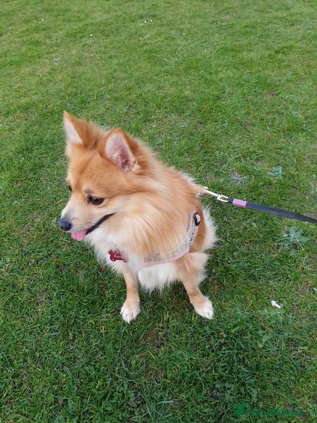 Pomeranian dogs for sale: Beautiful Pomeranian Puppies - Advert 4