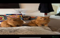 Domestic Shorthair cats for sale: 2 Male cats for sale  - Image 1