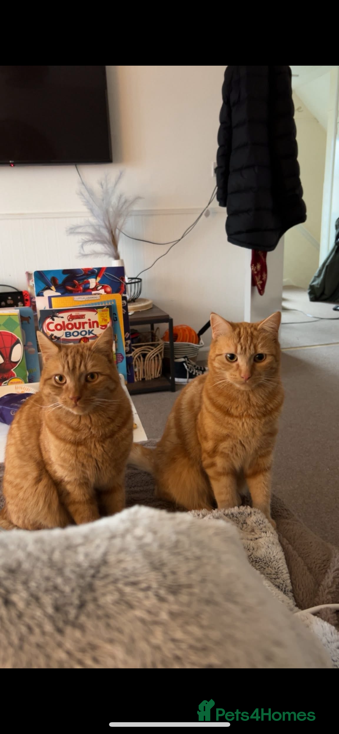 Domestic Shorthair cats for sale: 2 Male cats for sale  - Image 1