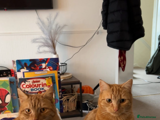 Domestic Shorthair cats - Advert 31