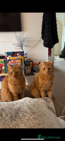 Domestic Shorthair cats - Advert 14