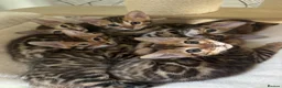 Bengal cats for sale: Gorgeous Bengal kittens, available now 💙🩷 - Advert 3