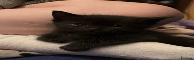 Ragdoll Kitten 1