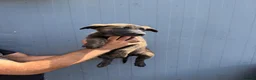 Belgian Shepherd Dog dogs for sale: Chunky WORKING LINE BELGIAN MALINOIS PUPPYS - Advert 7