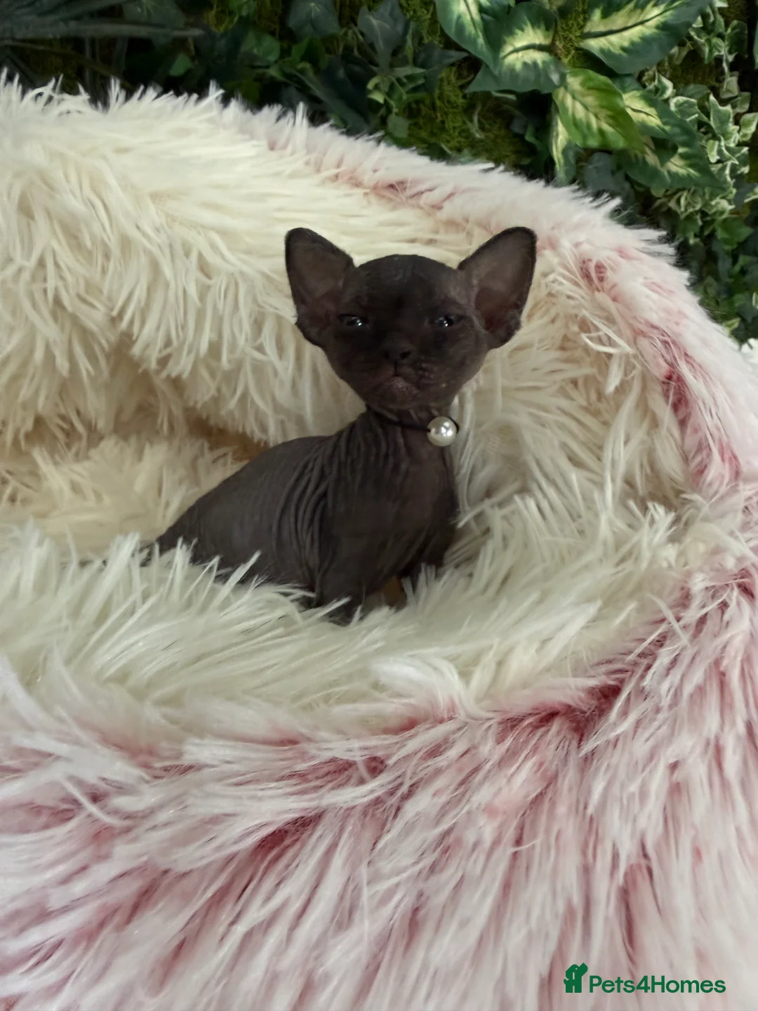 Sphynx cats for sale: such a beautiful kittens can be RESERVED NOW - Advert 1