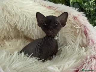 Sphynx cats such a beautiful kittens can be RESERVED NOW - Advert 6