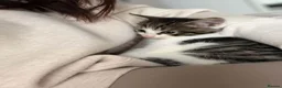 Mixed Breed cats for sale: Kittens looking for new home in Mansfield - Advert 6