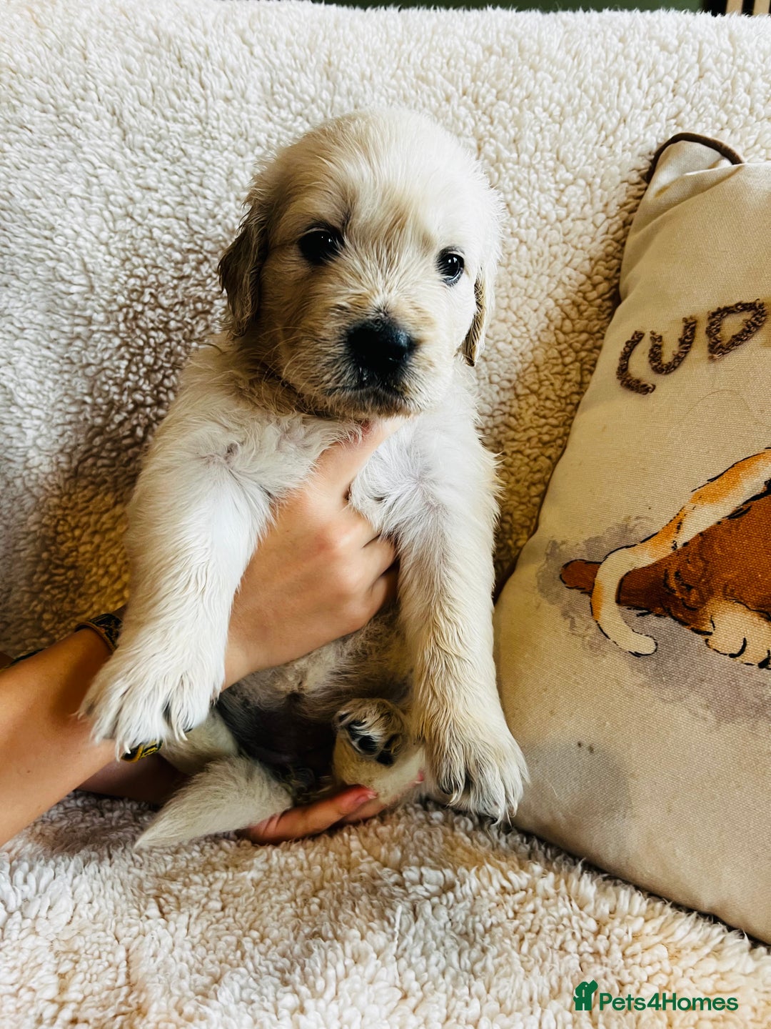 Golden Retriever dogs for sale: 8 Outstanding Chunky Cream Golden Puppies  - Image 18