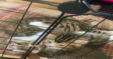 Mixed Breed cats in St Albans - Advert 11