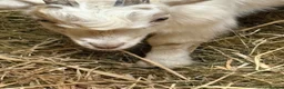 Goats livestock for sale: Gorgeous Pygmy Billy  - Advert 3
