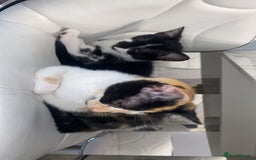 Mixed Breed cats for sale: Kittens for sale - Image 5