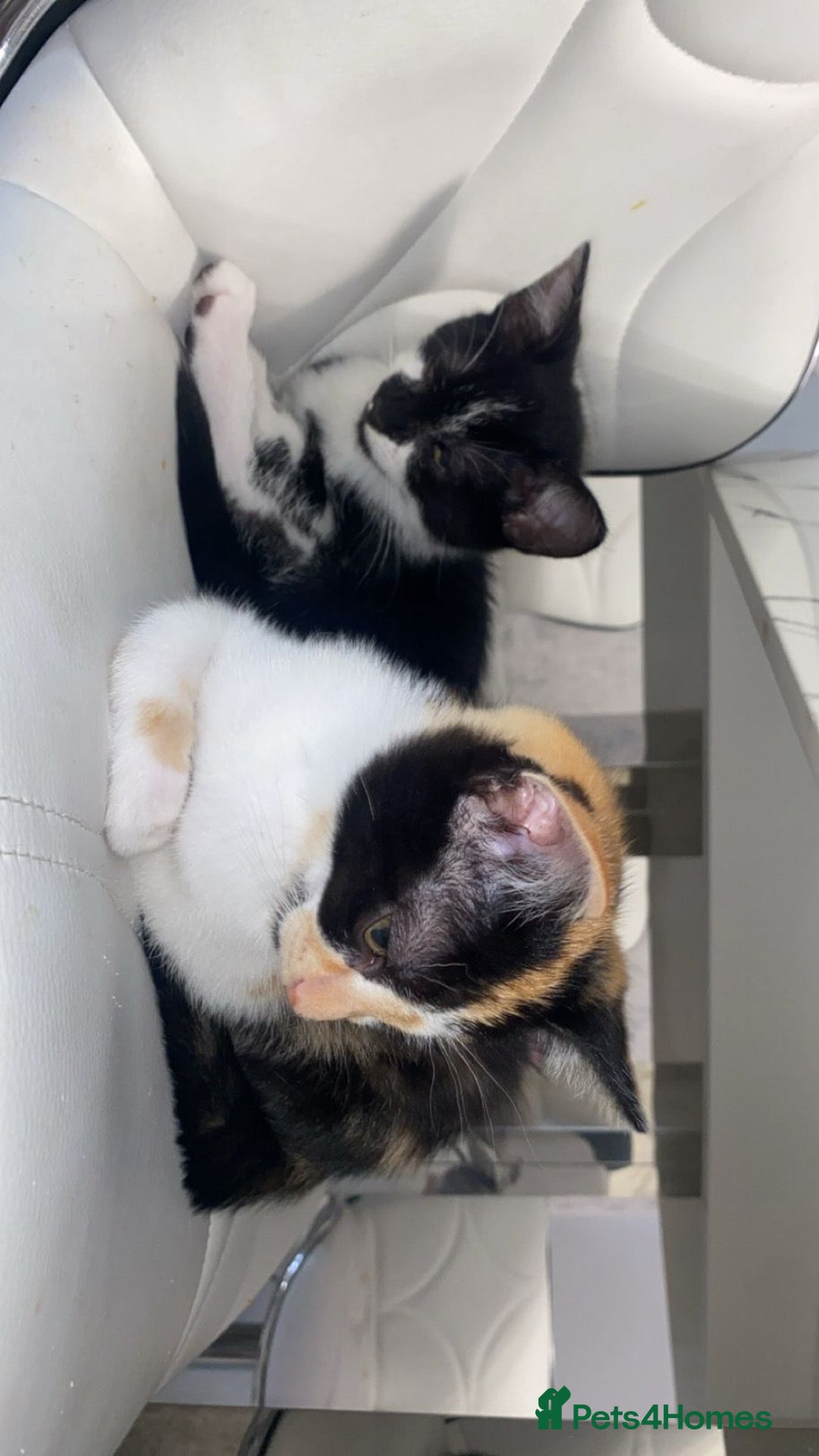 Mixed Breed cats for sale: Kittens for sale - Image 5