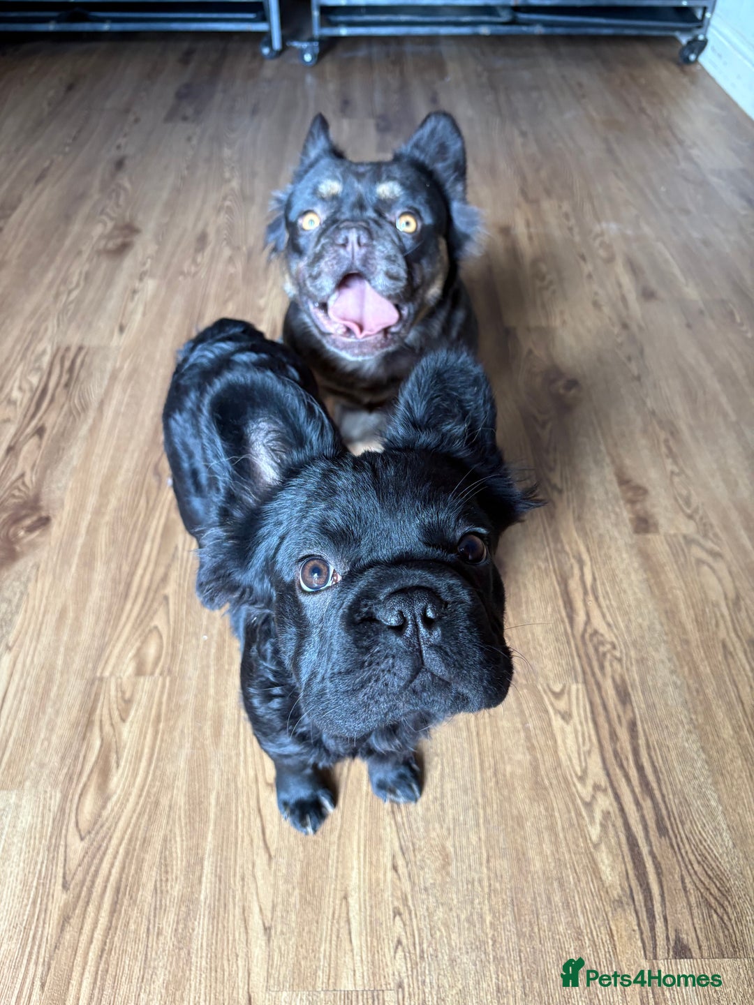 French Bulldog dogs for sale: REDUCED! Beautiful frenchbulldog boy! - Image 4