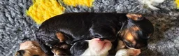 Cockapoo dogs for sale: Amazing Roan and Tri Colored F1 Cockapoos - Advert 30
