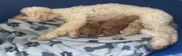 Cavapoochon dogs for sale: Cavapoochon Pups  - Advert 2