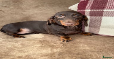 Miniature Dachshund dogs in Stafford - Advert 4