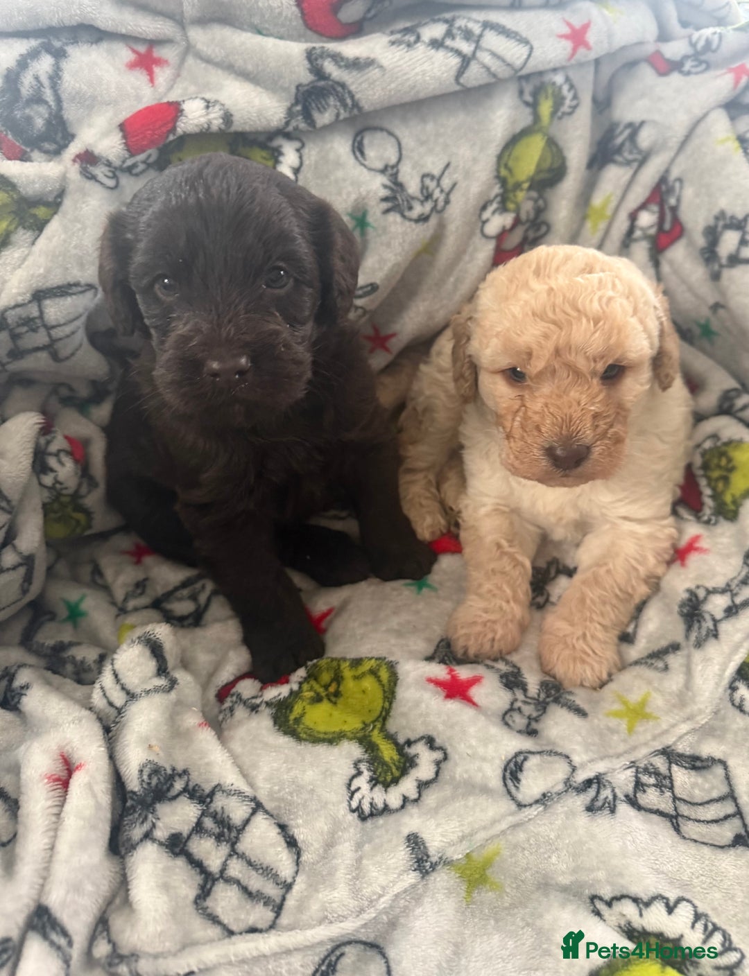 Labradoodle dogs for sale: Minature Labradoodles  - Advert 1