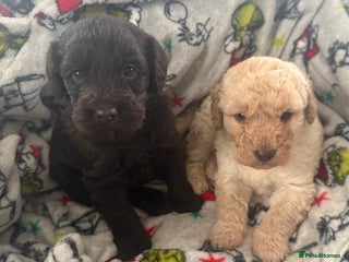 Labradoodle dogs Minature Labradoodles - Advert 1