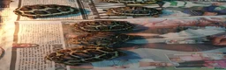 Tortoise reptiles for sale: Leopard tortoise in Swindon - Advert 2