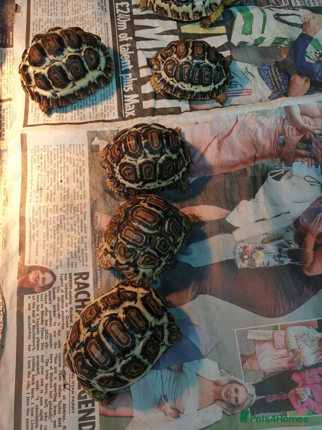 Tortoise reptiles for sale: Leopard tortoise in Swindon - Advert 2