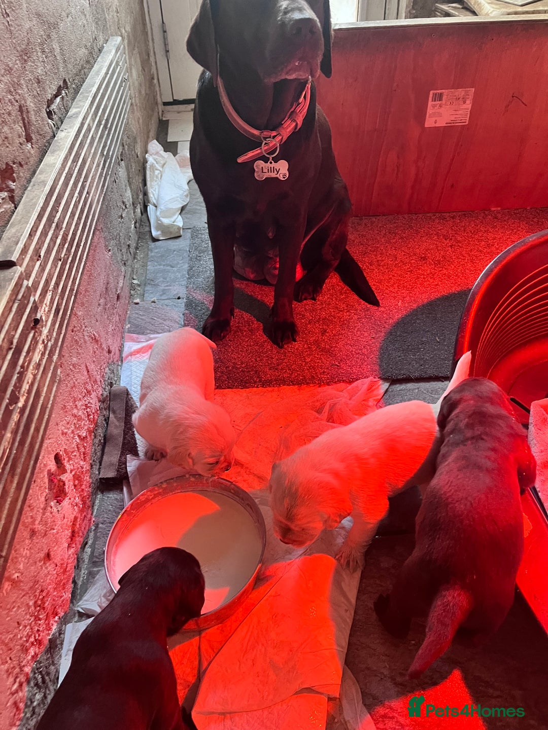 Labrador Retriever dogs for sale: 🌟 Fully vaccinated Chunky pedigree Labradors 🌟  - Advert 16