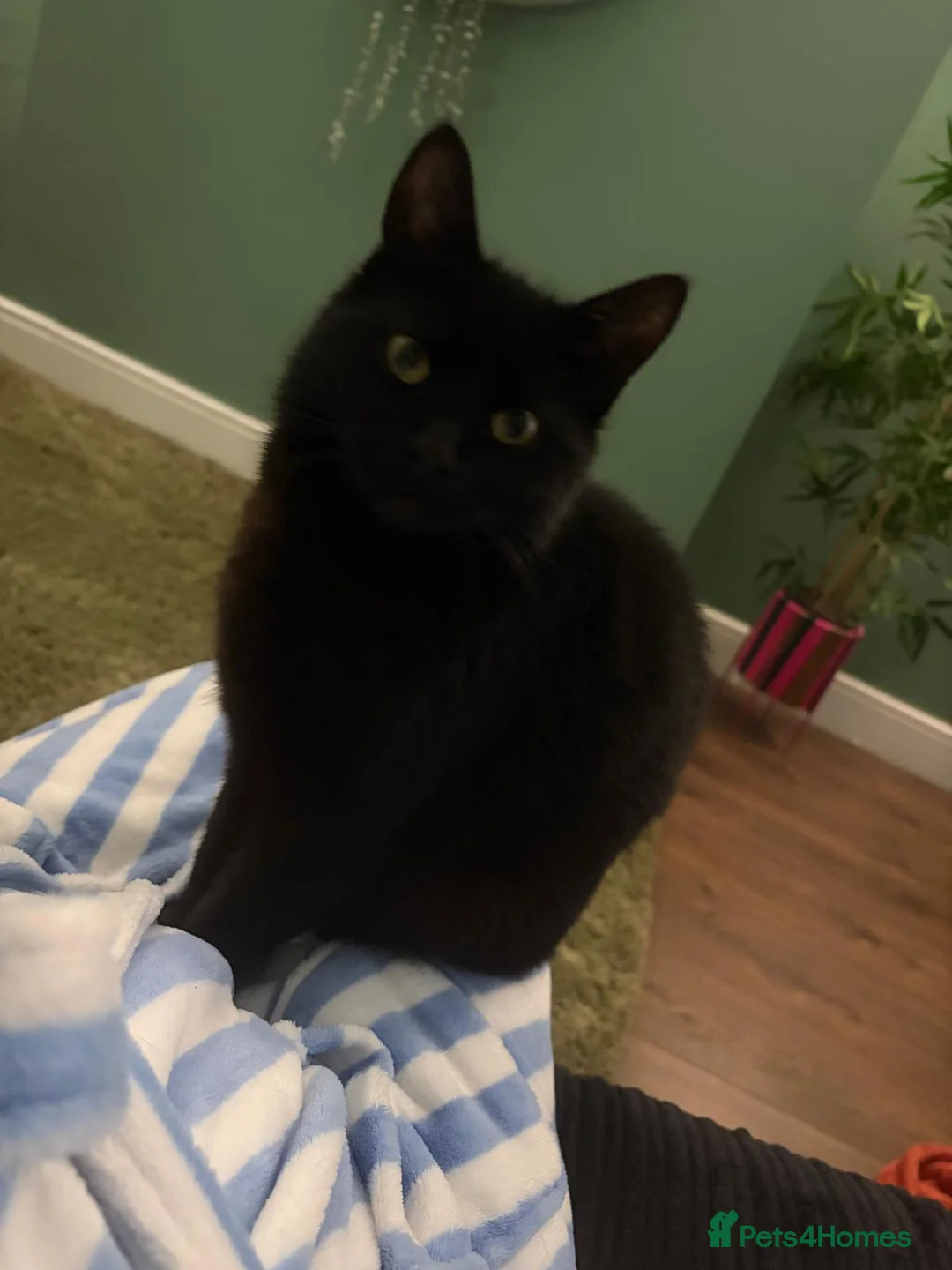 Mixed Breed cats for sale: Black female cat Luna in Huddersfield - Advert 2