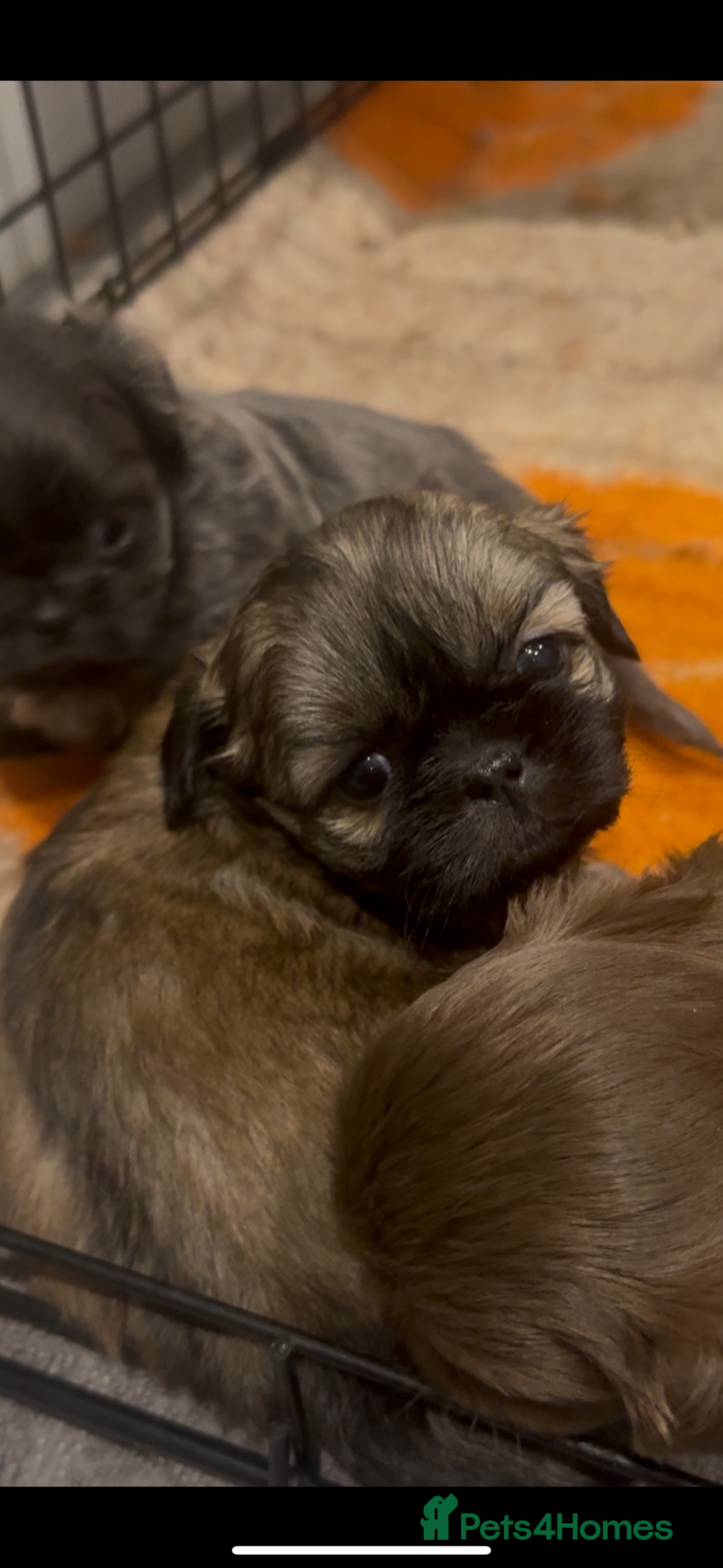 Shih Tzu dogs for sale: Saving the best until last  - Advert 9