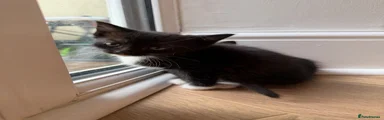 British Shorthair Kitten 6