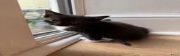 British Shorthair cats for sale: British shorthair/calico kittens in Southampton - Advert 7