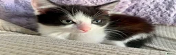 Mixed Breed cats for sale: Beautiful kitten ready for a new home - Advert 4