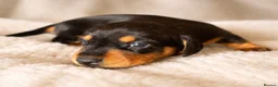 Miniature Dachshund dogs for sale: Licensed. Min smooth, kc/pra clear ready 25/5  - Advert 36