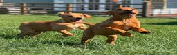 Goldador dogs for sale: Health Tested Goldador Puppies - Advert 4