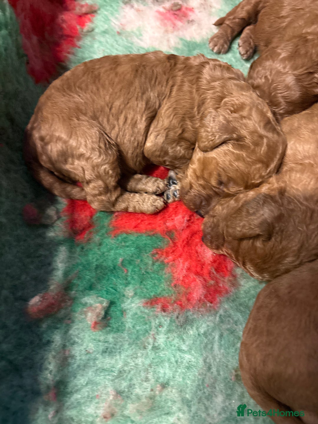 Cockapoo dogs for sale: Cockapoo puppies  - Advert 2