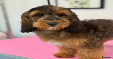 Cockapoo dogs in Prudhoe - Advert 6