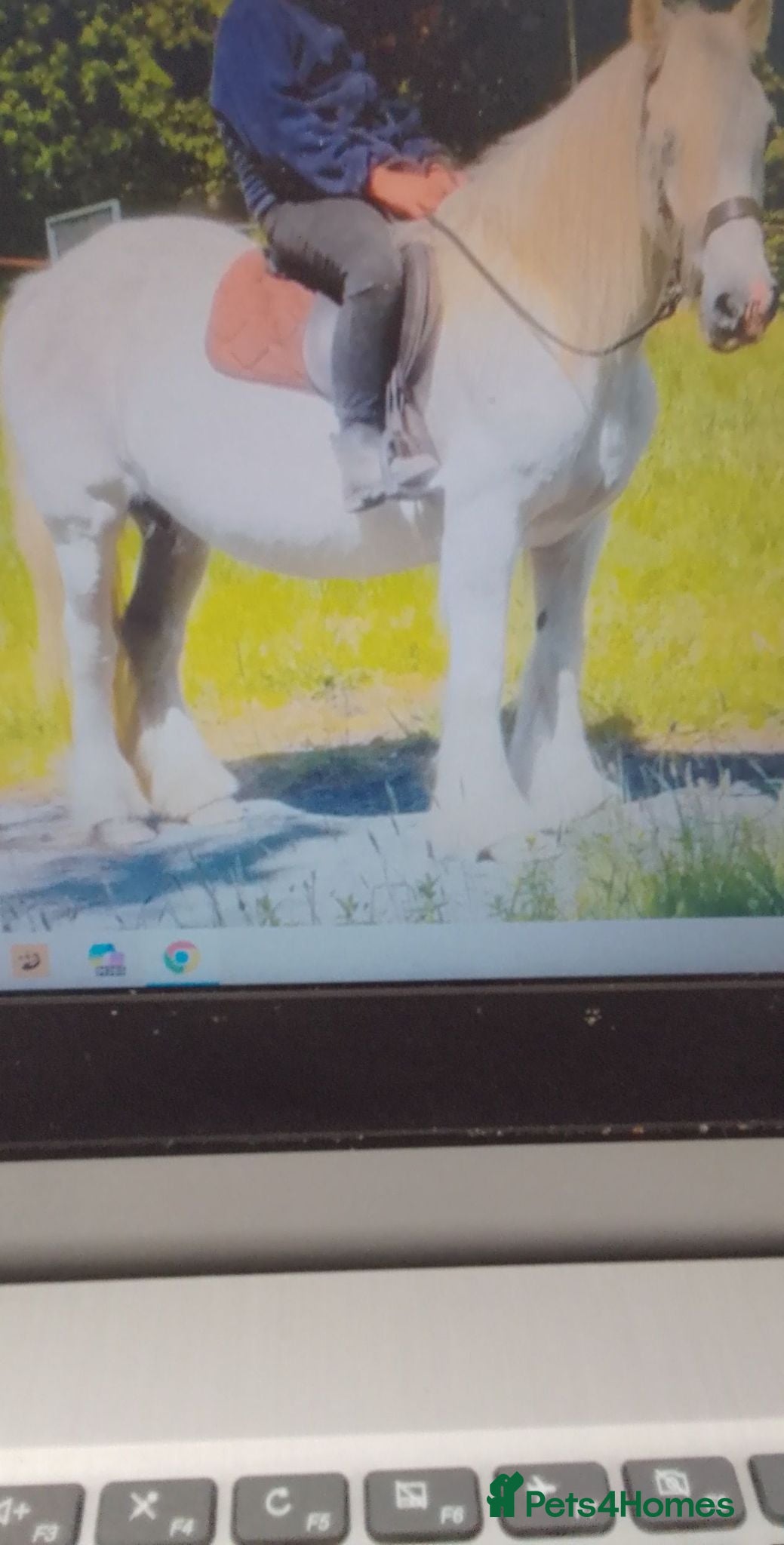 Irish Cob horses FOR SALE - Advert 1
