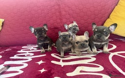 French Bulldog dogs for sale: Beautiful litter of French bulldog puppies  - Image 3