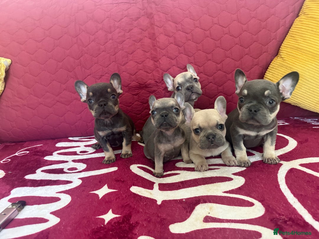 French Bulldog dogs for sale: Beautiful litter of French bulldog puppies  - Image 3