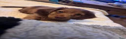 Miniature Dachshund dogs for sale: Rehoming Reggie - Advert 9