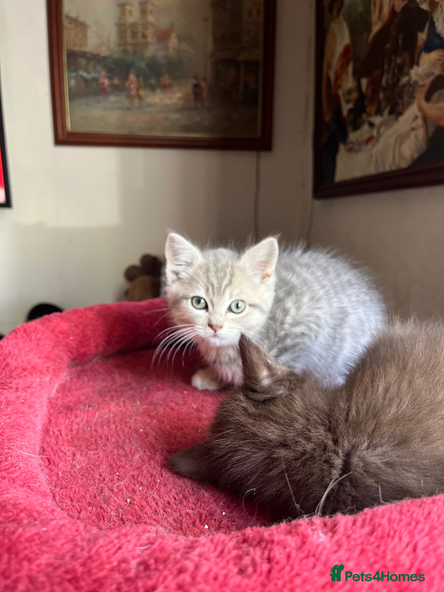 Ragdoll cats Gorgeous ragdollX British shorthair kittens  - Advert 6