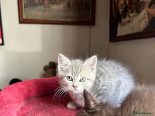 Ragdoll cats Gorgeous ragdollX British shorthair kittens - Advert 6