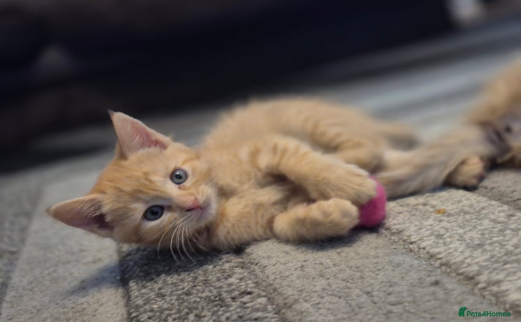 Mixed Breed cats - Advert 10