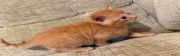 Mixed Breed cats for sale: Fluffy Kittens – Nibelung-Like Appearance  in Corby - Advert 6