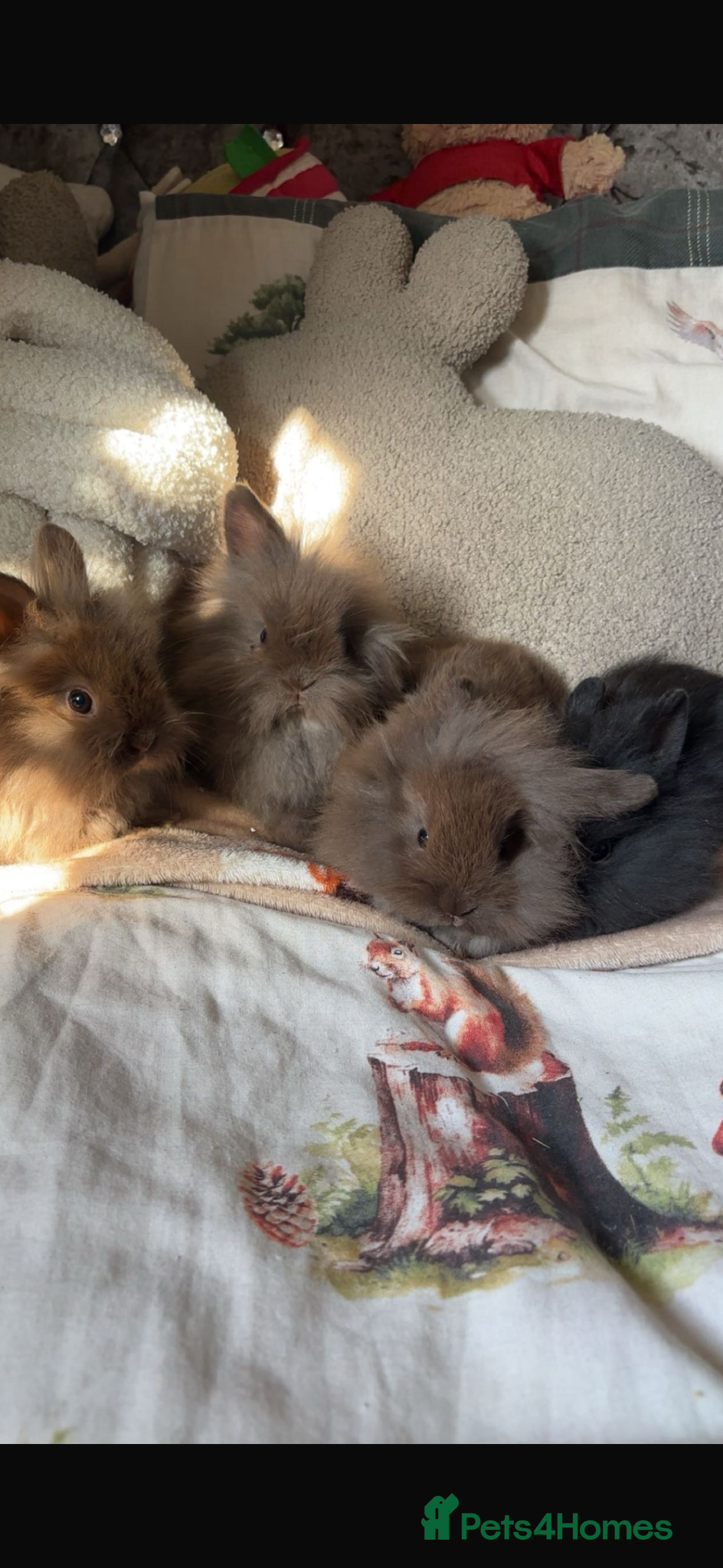 Mini Lion Lop rabbits Baby rabbits lion lop and lion heads  - Advert 2
