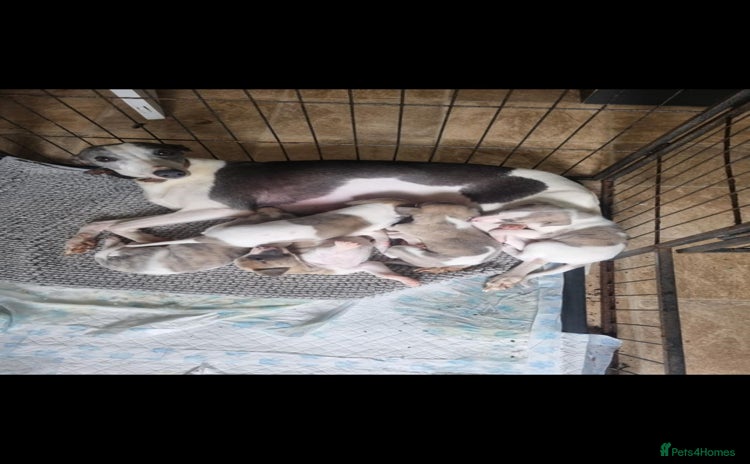 Whippet dogs - Advert 2
