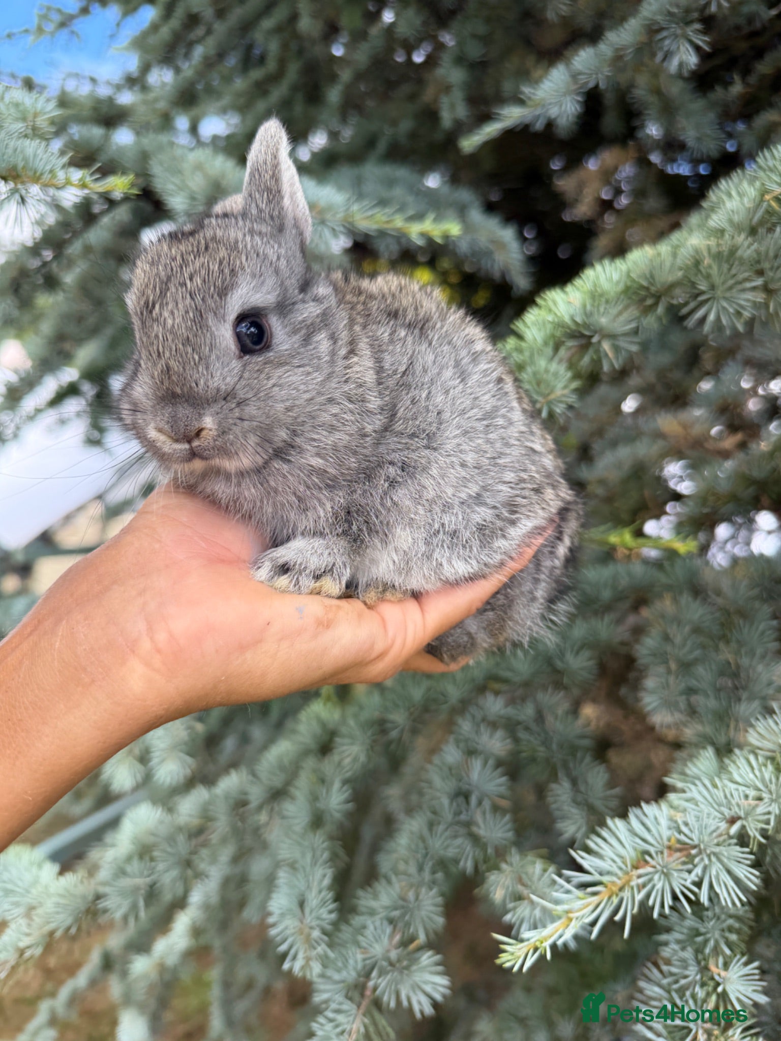 Netherland Dwarf rabbits Netherland Dwarf Baby Rabbits Female Male Doe  - Advert 2
